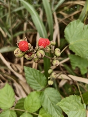 Rubus parviaraliifolius, photograph (c) 雲一百香果, some rights reserved (CC BY)