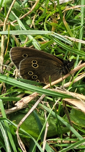 Ringlet