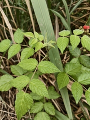 Rubus parviaraliifolius, photograph (c) 雲一百香果, some rights reserved (CC BY)