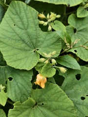 Thladiantha nudiflora