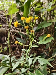 Gynura japonica, photograph (c) 雲一百香果, some rights reserved (CC BY)