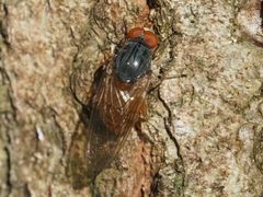 Brachyopa grunewaldensis