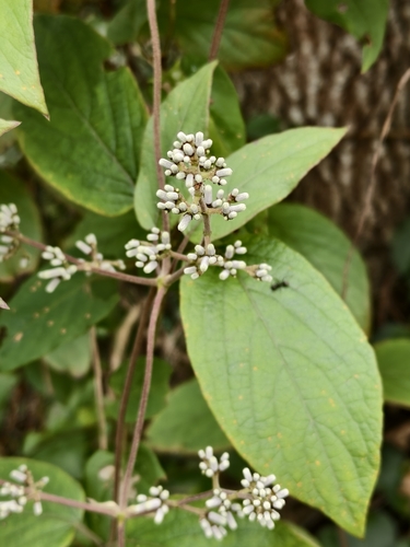 Paederia cavaleriei