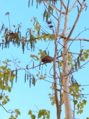 Haemorhous mexicanus