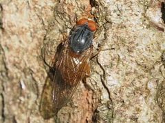 Brachyopa grunewaldensis