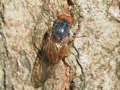 Brachyopa grunewaldensis