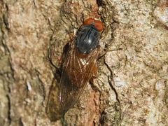 Brachyopa grunewaldensis