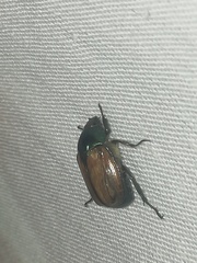 Paranomala cincta