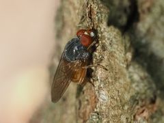 Brachyopa grunewaldensis