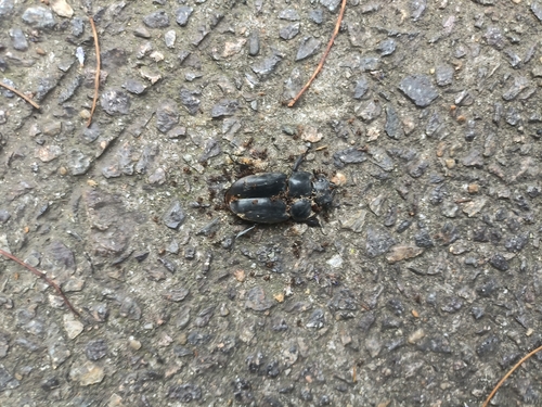 Serrognathus titanus platymelus