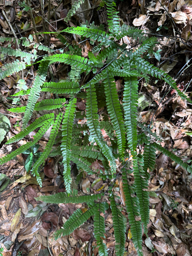 Adiantum pyramidale observed 2026-06-29