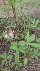 Rhododendron atlanticum