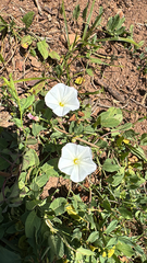 field bindweed