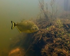 Serrasalmus maculatus