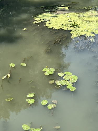 yellow water-lily