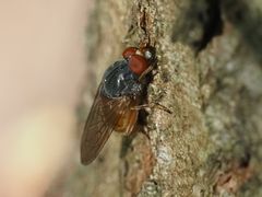 Brachyopa grunewaldensis