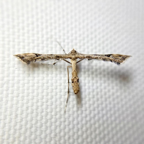 Platyptilia farfarellus, 2026-06-30
