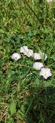 field bindweed