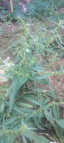 Rumex palustris, photograph 2
