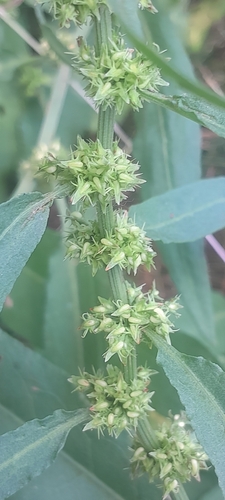 Rumex palustris, photograph 3