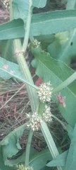 author not stated, no rights reserved Rumex palustris, photograph author not stated, no rights reserved