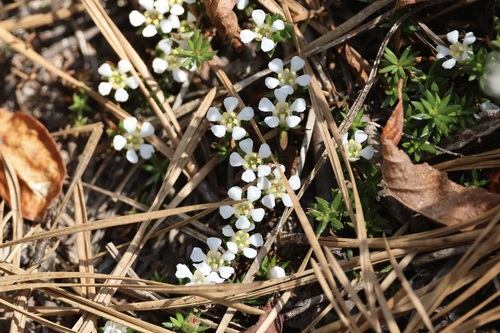 Pyxidanthera barbulata, photograph 2