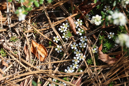 Pyxidanthera barbulata, photograph 3