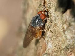 Brachyopa grunewaldensis