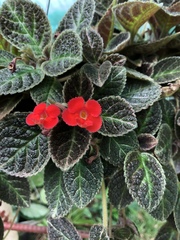 Episcia