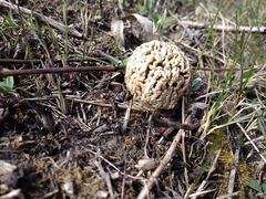 Morchella steppicola