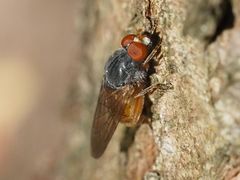 Brachyopa grunewaldensis