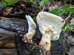 Loweomyces fractipes