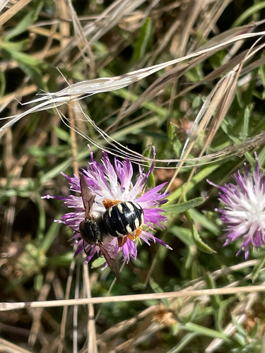 Lateral-spotted Yellow-Resin bee