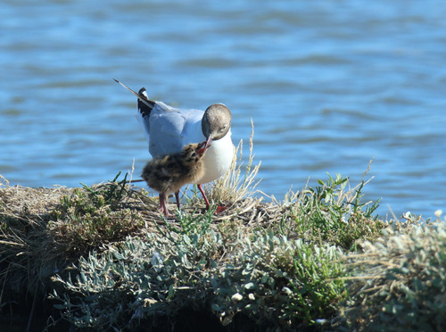 Black-headed Gull