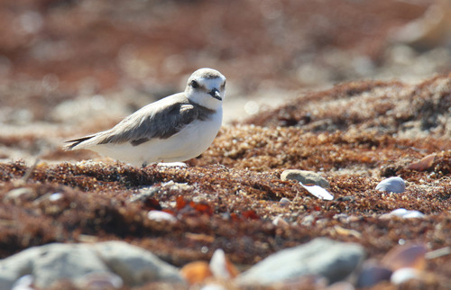 Kentish Plover