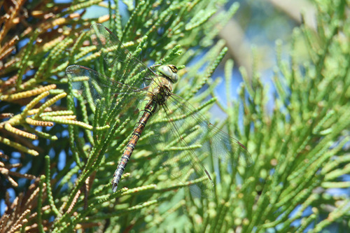 Southern Migrant Hawker