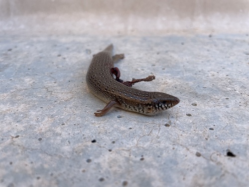 Ocellated Bronze Skink