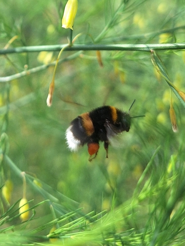 Buff-tailed Bumble Bee