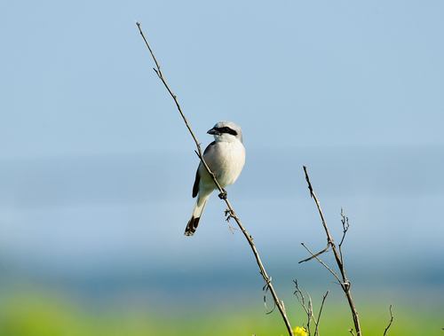 Red-backed Shrike