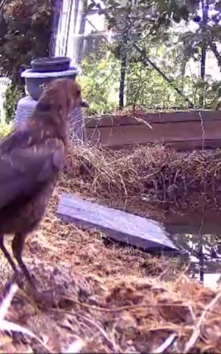 Eurasian Blackbird