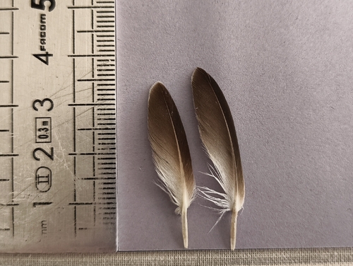 Plume de Pluvier doré