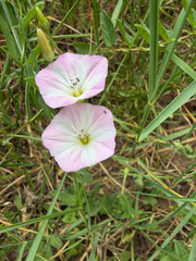 field bindweed