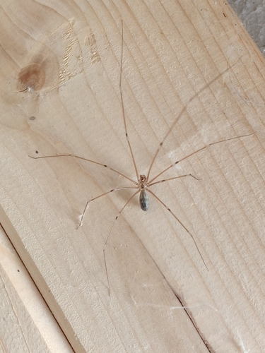 Long-bodied Cellar Spider