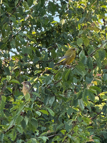 European Greenfinch