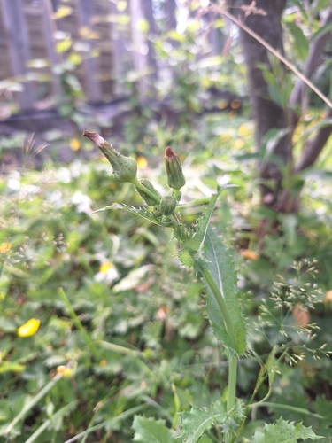 prickly sowthistle