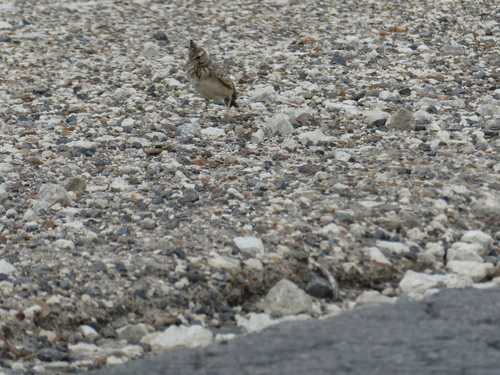 Crested Lark