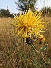 Centaurea collina, photograph (c) Philippe Hornus, some rights reserved (CC BY)