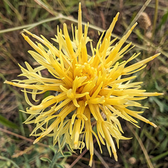 Centaurea collina, photograph (c) Philippe Hornus, some rights reserved (CC BY)