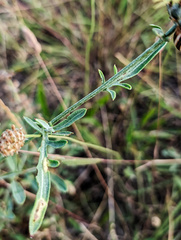 Centaurea collina