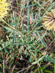 Centaurea collina, photograph (c) Philippe Hornus, some rights reserved (CC BY)